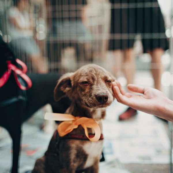 A hand reaching out to a rescue puppy