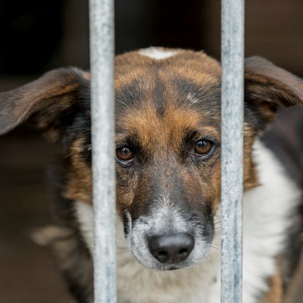 A shelter dog looking out between kennel bars